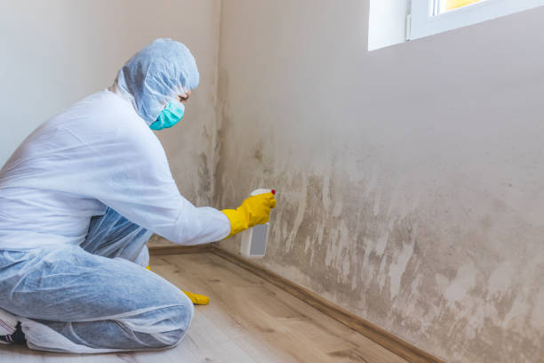 Licensed Black Mold Removal service in Maple Shade, NJ - WQB Mold Removal