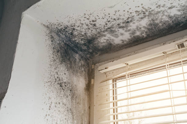Affordable Black Mold Removal solutions in Maple Shade, NJ